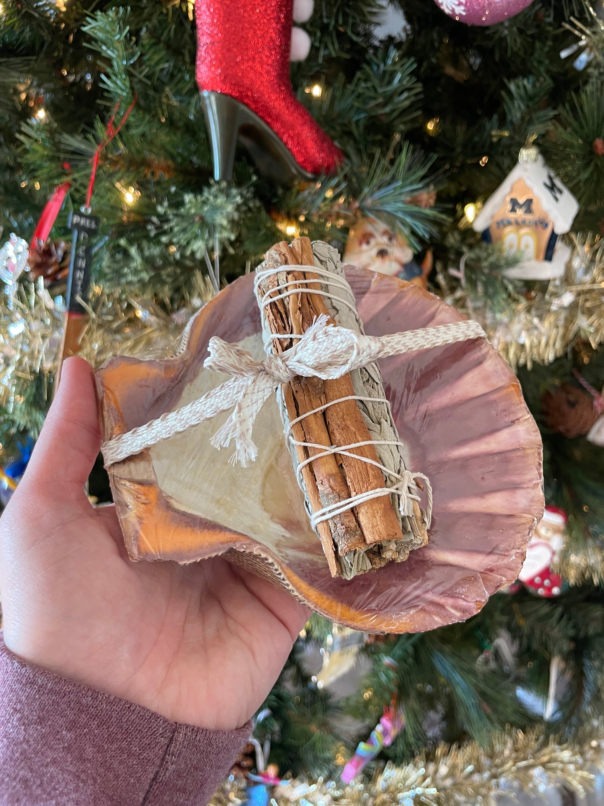 Lion paw shell sage cinnamon bundle